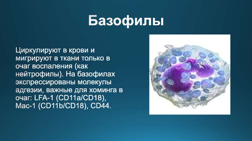 базофилы форма. базофилы 4%. базофилы количество в 1 мм3 крови. базофилы лейкоциты физиология. базофилы в крови.