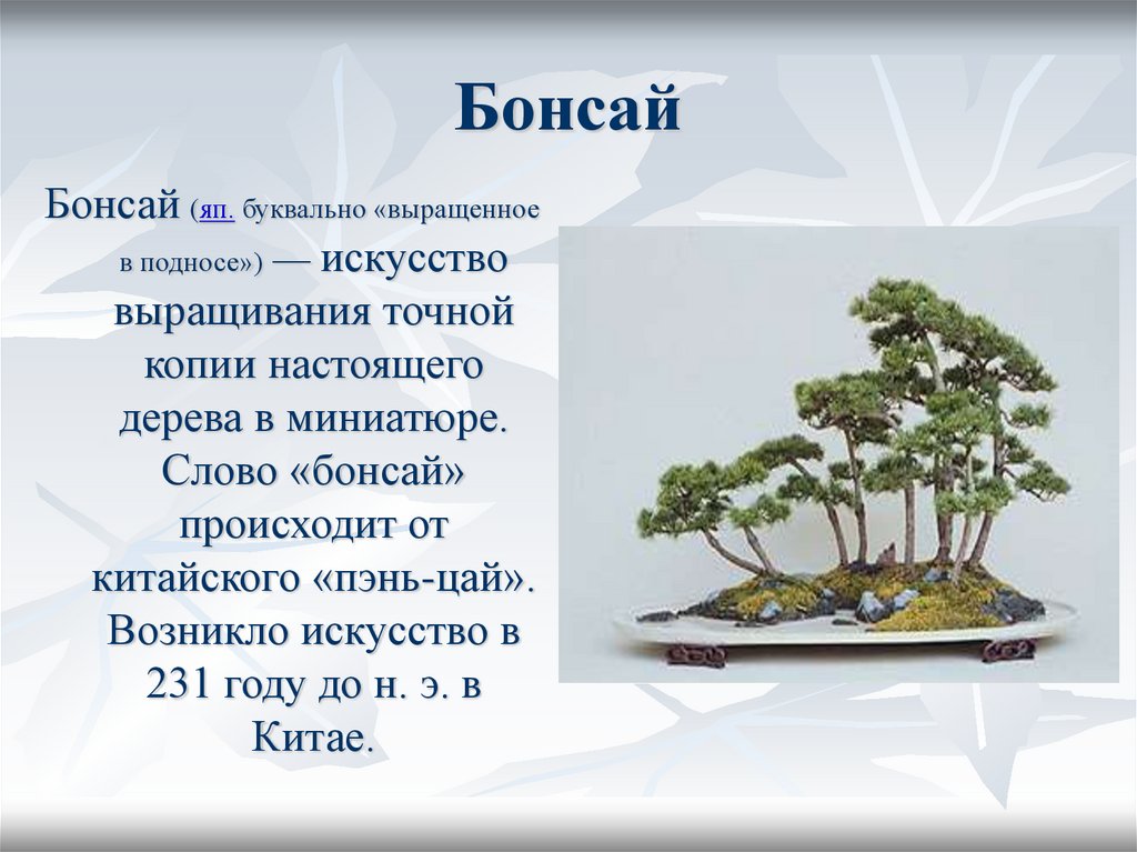 На рисунке изображено дерево выращенное в технике бонсай для того чтобы