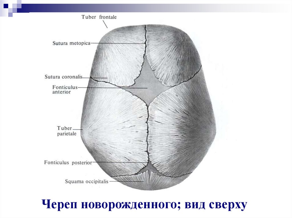 Мозговой череп новорожденного. Череп новорожденного вид сверху. Форма черепа у новорожденного. Строение черепа у новорожденных. Череп новорожденного вид сбоку.