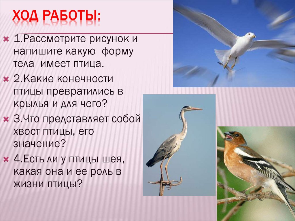 Конспект по теме класс птицы