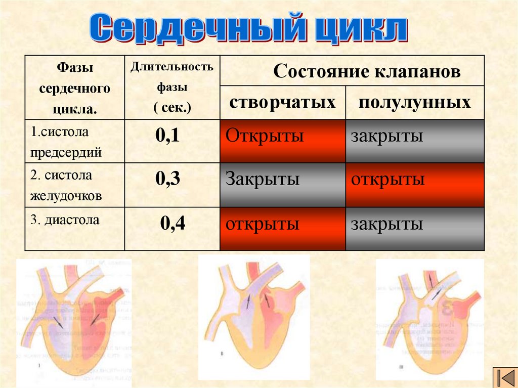 Систола левого предсердия. Фаза сердечного цикла систола предсердий. Фазы сердечного цикла сокращение предсердий. Фаза сердечного цикла систола желудочков. В 1 фазу сердечного цикла створчатые клапаны сердца.
