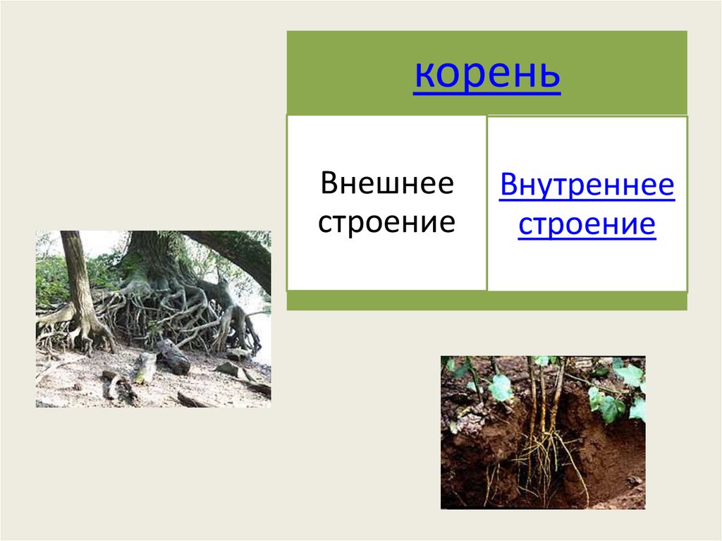 Внешне корень. Корень внешнее и внутреннее строение 1 вариант. Утренний корень. Корни это внешнее или внутреннее строение.