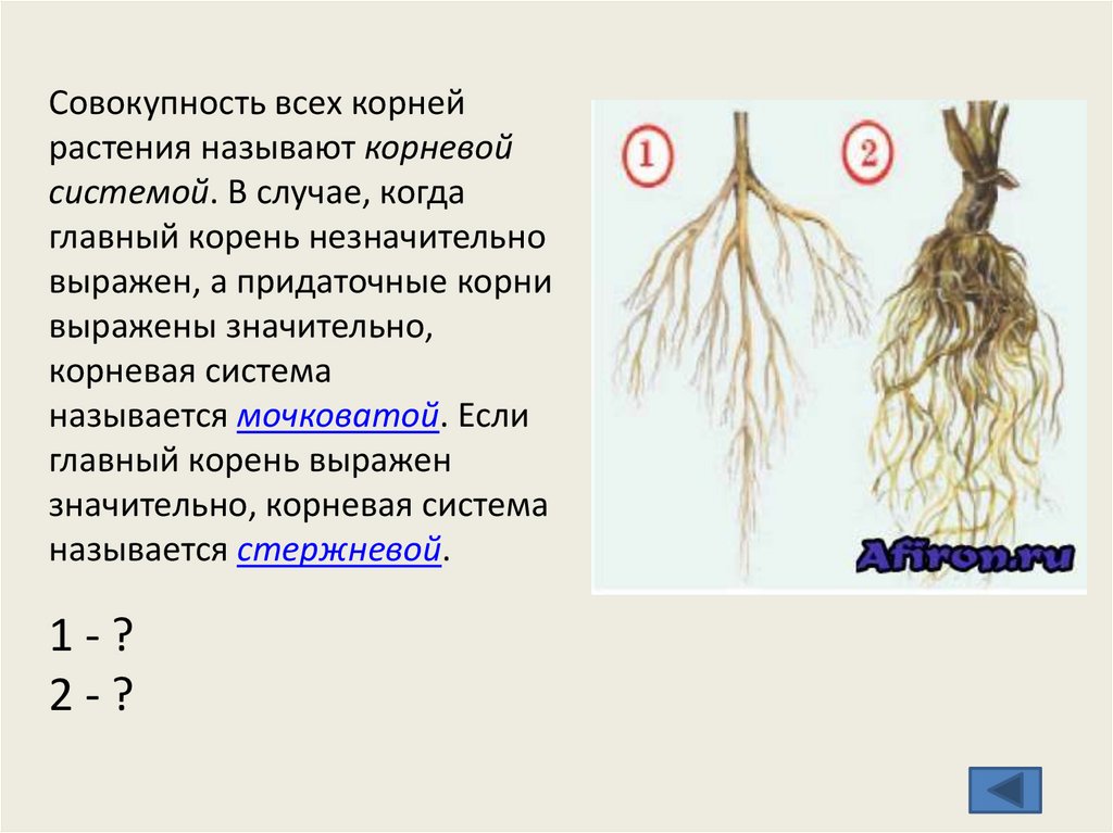 Понятно корень. Совокупность всех корней растений. Корневая система ясеня.