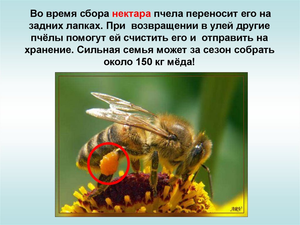 Сбор нектара. Пчела собирает нектар. Сбор нектара пчелами. Сбор нектара и пыльцы пчелами. Пчела друг человека.