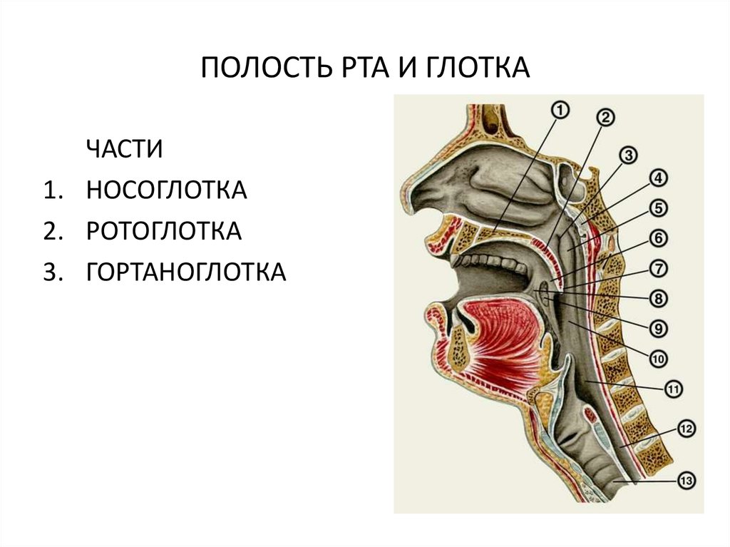 Глотка т. Глотка ротоглотка анатомия. Строение носоглотки и ротоглотки. Ротоглотка и носоглотка анатомия. Ротоглотка строение анатомия.