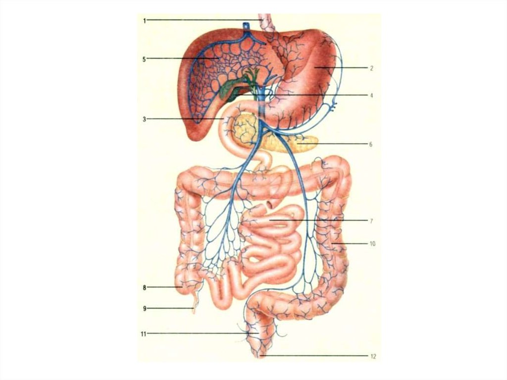 Органы желудок кишечник печень