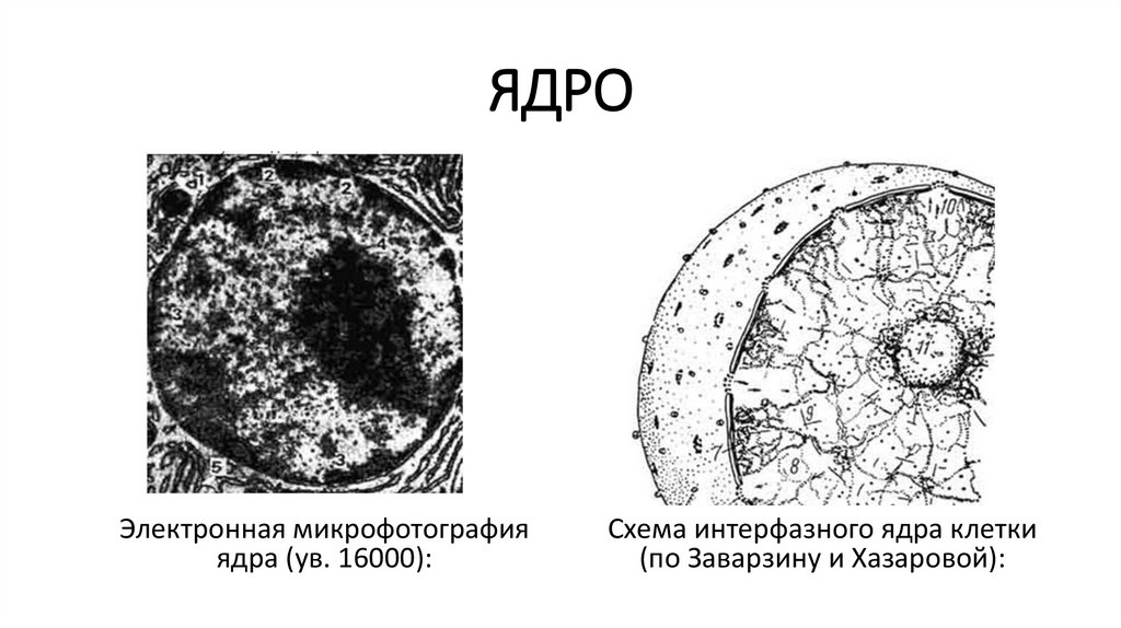 Ядро клетки схема. Интерфазное ядро гистология. Строение ядра клетки микрофотография. Ядро интерфазной клетки микрофотография. В ядре интерфазной клетки.
