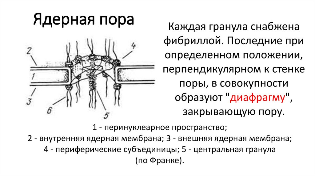 Строение комплекса