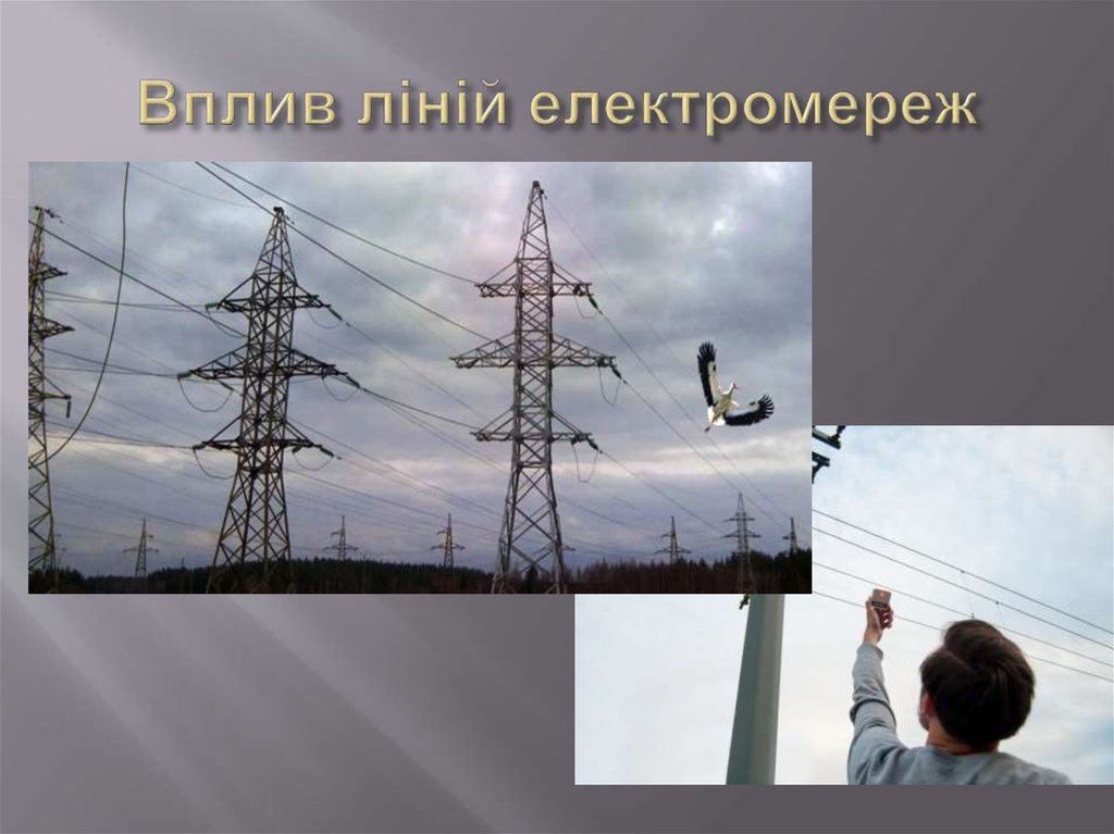 Вплив ліній електромереж