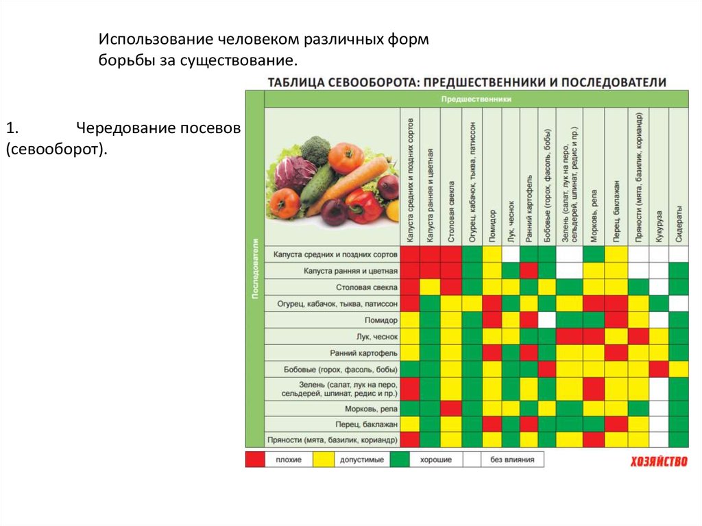 Таблица севооборота овощных культур на дачном участке таблица фото на русском языке