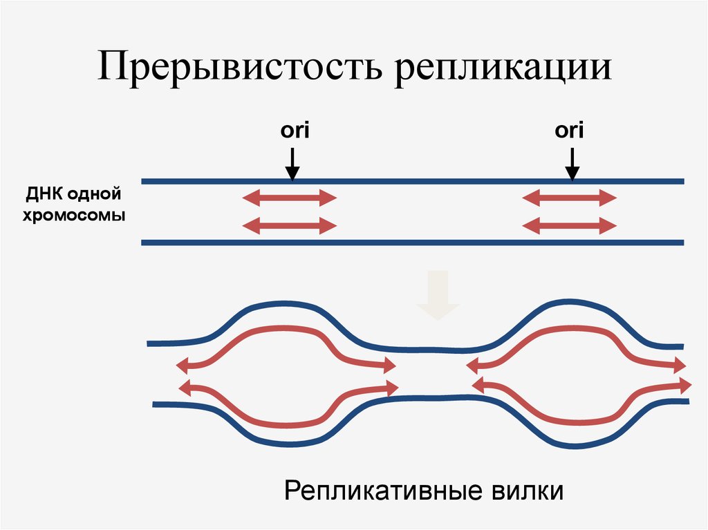 Репликация хромосом