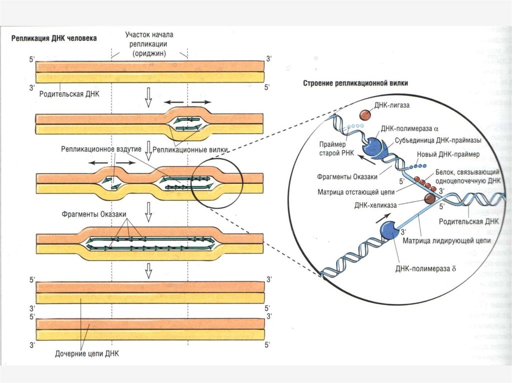 3 этапа репликации. Схема репликации ДНК эукариот. Репликация ДНК схема последовательность. Репликация ДНК У эукариот ЕГЭ. Точки начала репликации ДНК У эукариот.