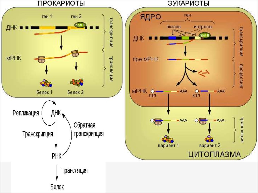 Геном особенности генома эукариот. Схема реализации генетической информации у эукариот. Схема синтеза белка у эукариот. Схема трансляции генетической информации у прокариот.. Биосинтез белка транскрипция у эукариот и прокариот.