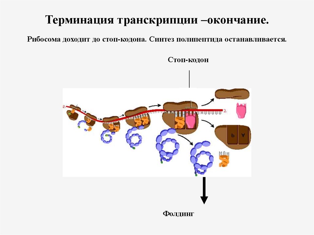 Рибосомы синтезируют полипептиды. Терминация транскрипции. Терминация трансляции. Терминация трансляции схема. Схема терминации транскрипции.