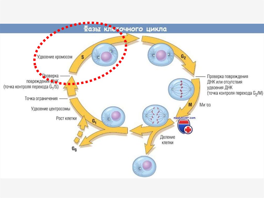 Жизненный цикл соматической клетки. Схема клеточного цикла g1 g2. Клеточный цикл схема g0. G2 фаза клеточного цикла. G1 фазу жизненного цикла клетки.
