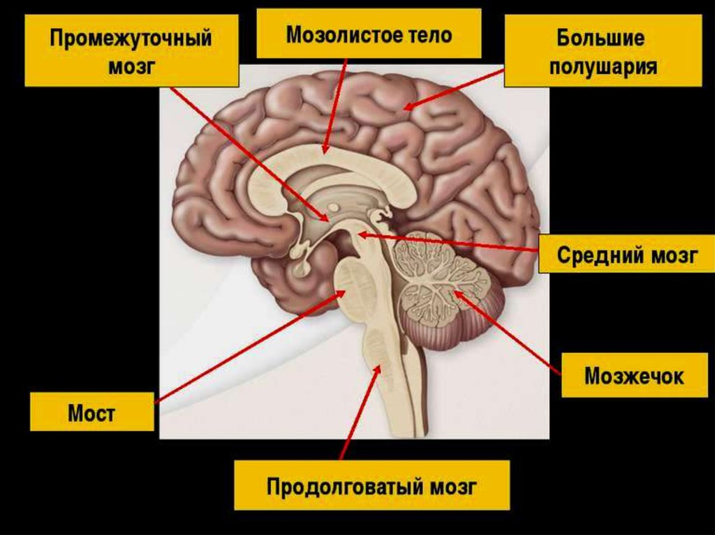 Продолговатый промежуточный мозг. Продолговатый мозг,мост,средний мозг, мозжечок,промежуточный. Анатомия мозолистого тела головного мозга. Мозолистое тело и большие полушария. Промежуточный мозг продолговатый мозг средний мозг мост.