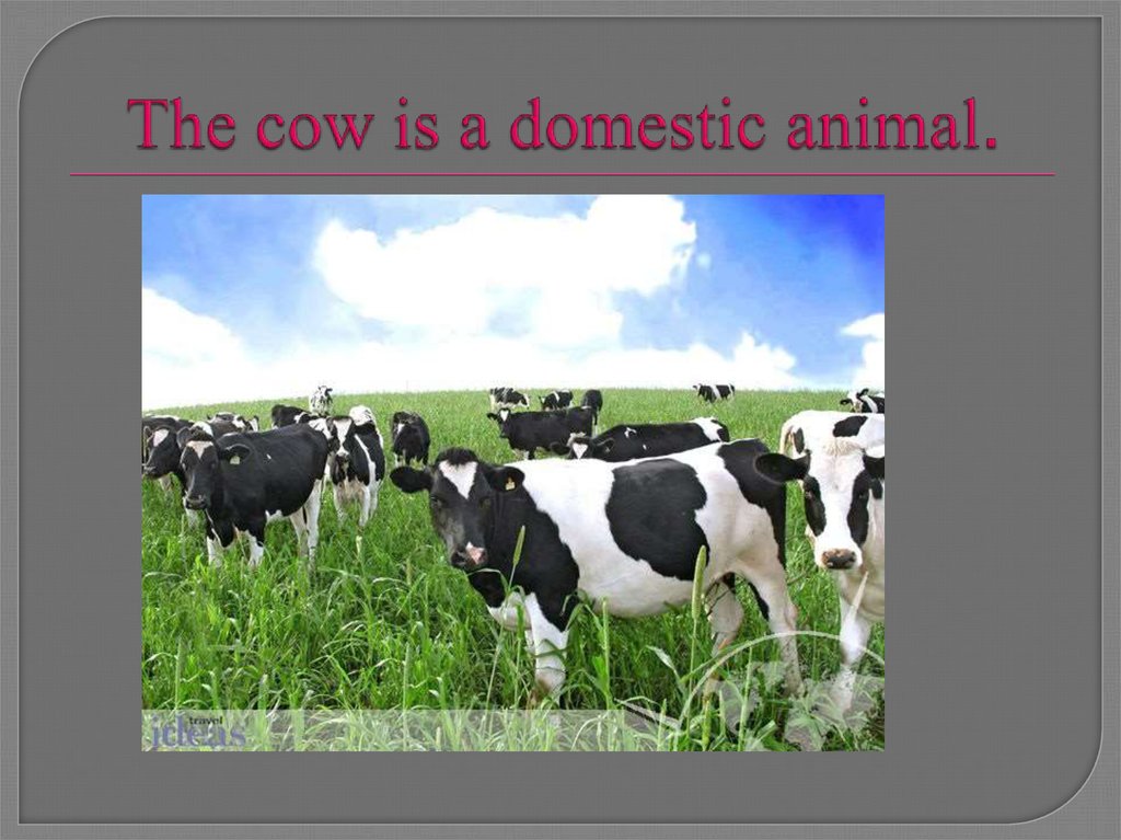 The cow is a domestic animal.