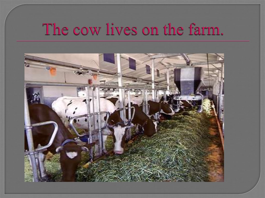 The cow lives on the farm.