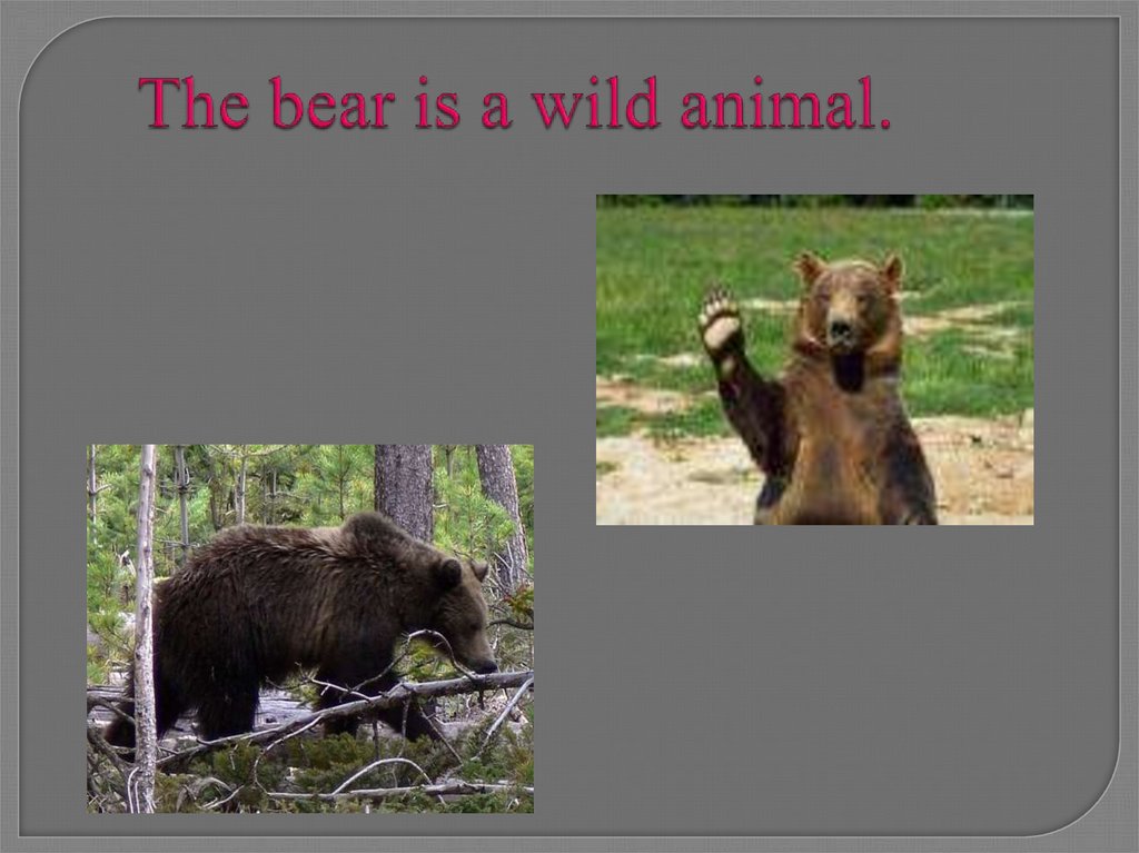 The bear is a wild animal.
