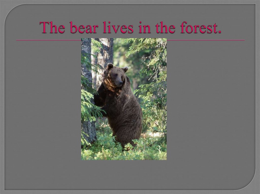 The bear lives in the forest.