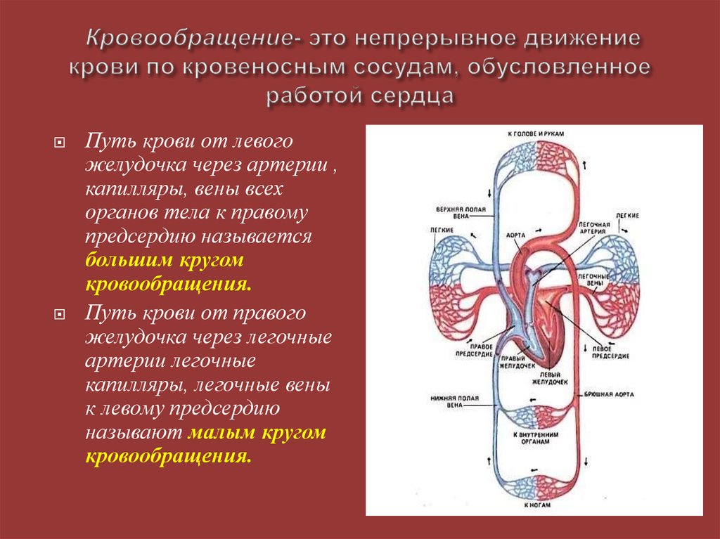 Роль кровообращения в организме. Сердечно сосудистая система большой и малый круг кровообращения. Путь большого круга кровообращения схема. Кровеносная система большой круг кровообращения. Обозначить большой и малый круг кровообращения.