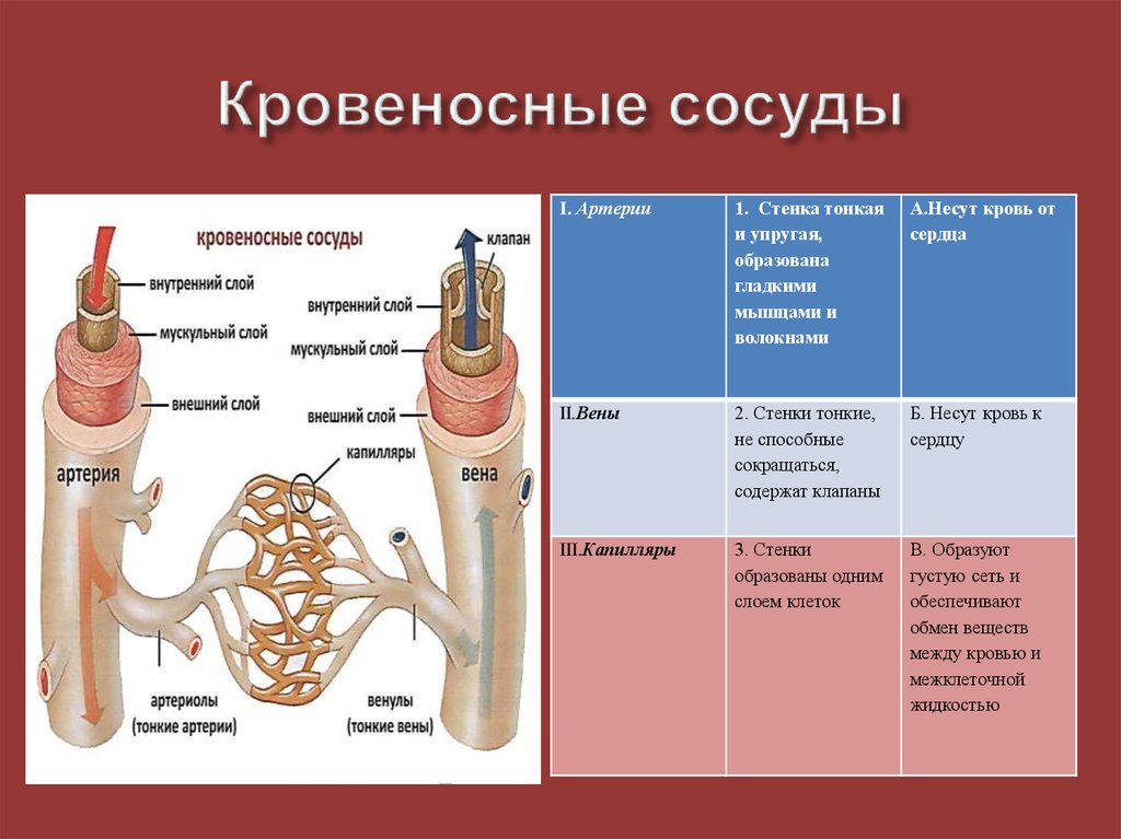 Стенки артерий и вен имеют. Строение стенки кровеносных сосудов. Соединительная ткань строение кровеносные сосуды. Внутреннее строение кровеносных сосудов. Стенки артерий образованы.