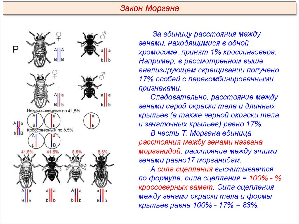 Биология хромосомная теория. Теория сцепленного наследования Томаса Моргана. Сцепленное наследование признаков (опыты Томаса Моргана).