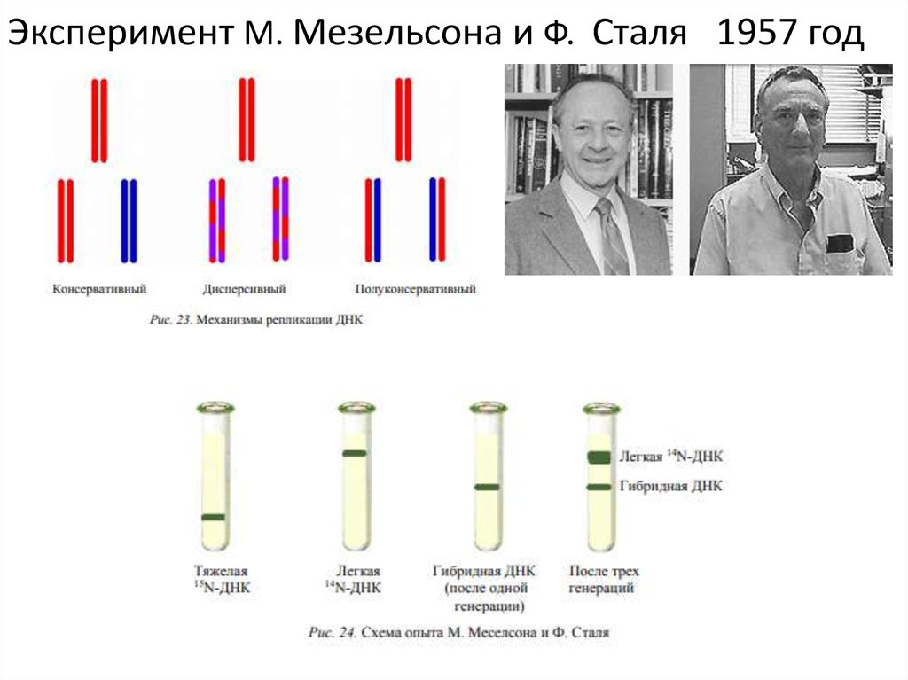 Какие методы использовали мезельсон и сталь