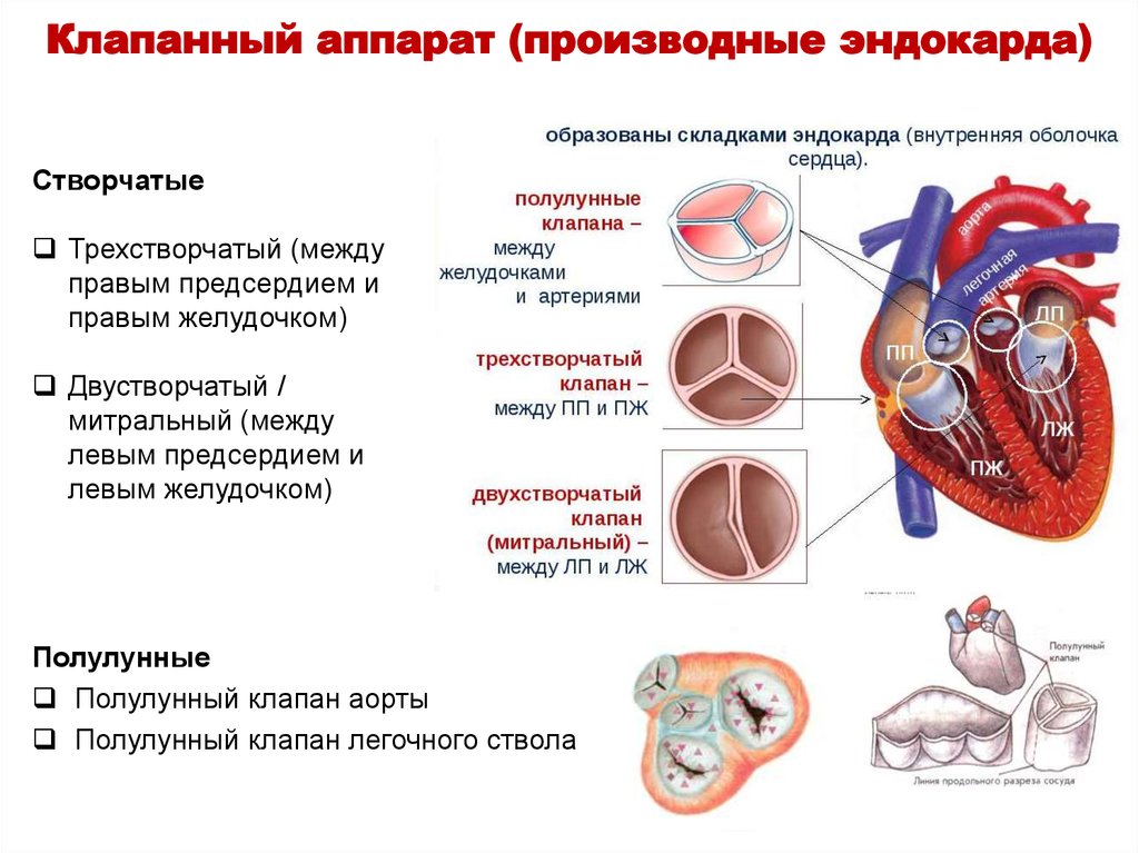 Какую функцию выполняет полулунный клапан. Строение сердца клапанный аппарат сердца. ВПС 2 створчатый аортальный клапан. Створчатые клапаны производные эндокарда. Строение клапанного аппарата сердца анатомия.