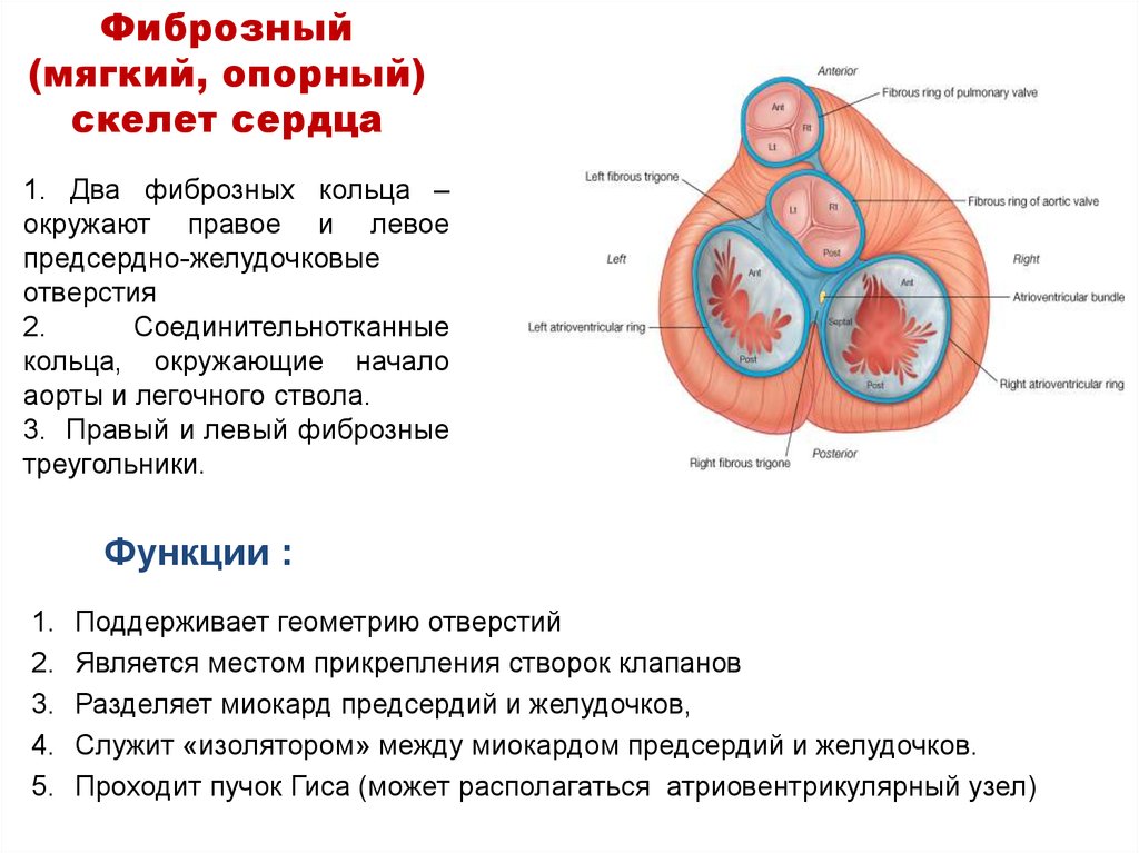 Клапан между левым и правым желудочком. Фиброзные кольца сердца функции. Фиброзный скелет сердца строение. Фиброзный скелет и клапаны сердца. Фиброзные кольца сердца анатомия.