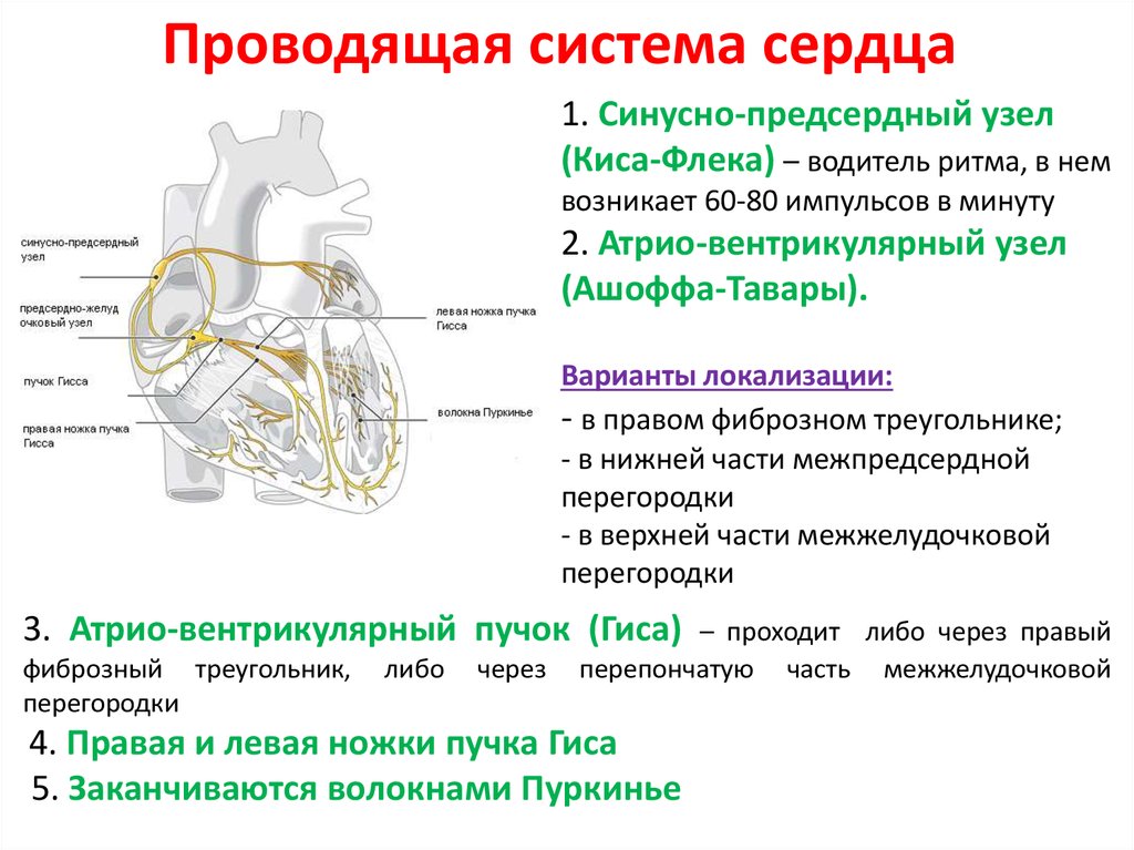 Уровни сердца. Пучок Гиса и волокна Пуркинье функции. Синусно-предсердный узел проводящей системы. Проводящая система сердца рецепторы. Рецепторы проводящей системы сердца.