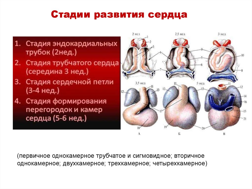 Развитие сердца презентация