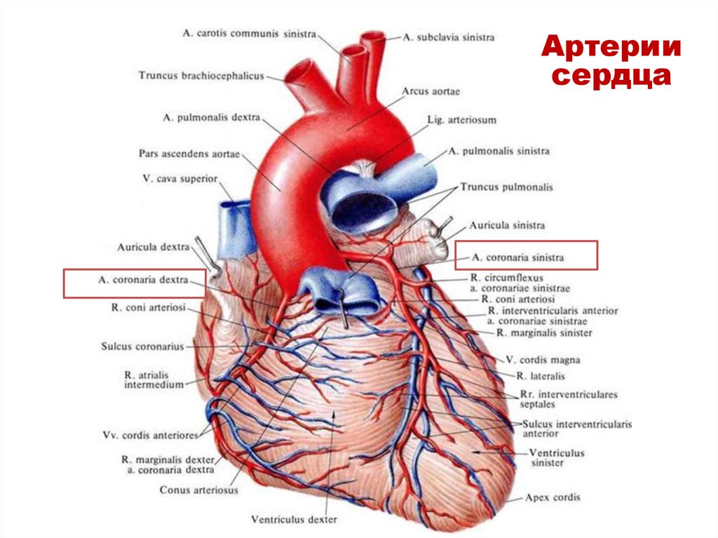 Правая сердечная артерия. Анатомия сосудов сердца атлас. Строение сердца анатомия Синельников. Строение сердца Синельников. Анатомия коронарных артерий Синельников.