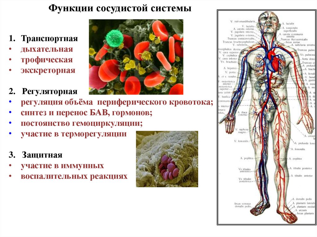 Укажите название органа кровеносной системы человека. Анатомия строение кровеносной системы. Основные функции кровеносной системы человека. Кровеносная система функции системы. Функции сердечно сосуд системы.