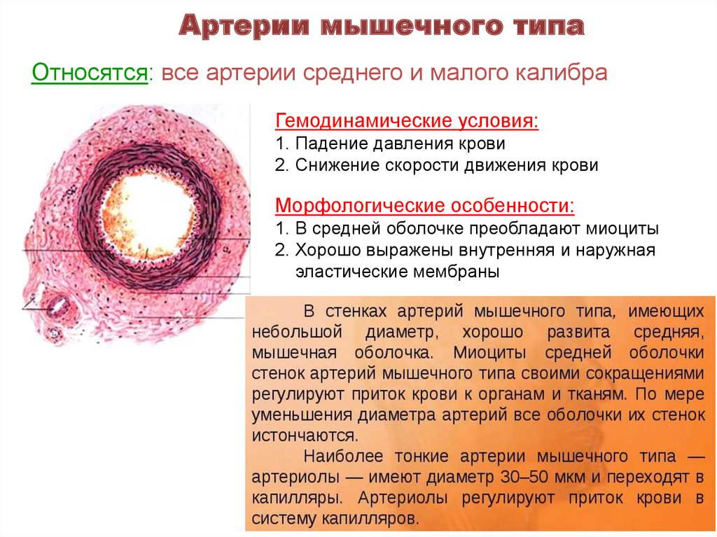 Мышечный слой артерий и вен. Внутренняя оболочка артерии мышечного типа. Мышечная артерия гистология. Особенности артерии мышечного типа. Оболочки артерии мышечного типа.