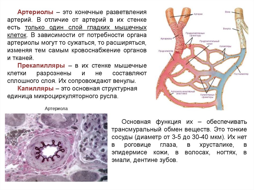 Стенки образованы 1 слоем клеток. Артериолы и венулы. Строение стенки артериолы. Артериолы характеристика. Артериола строение стенки.