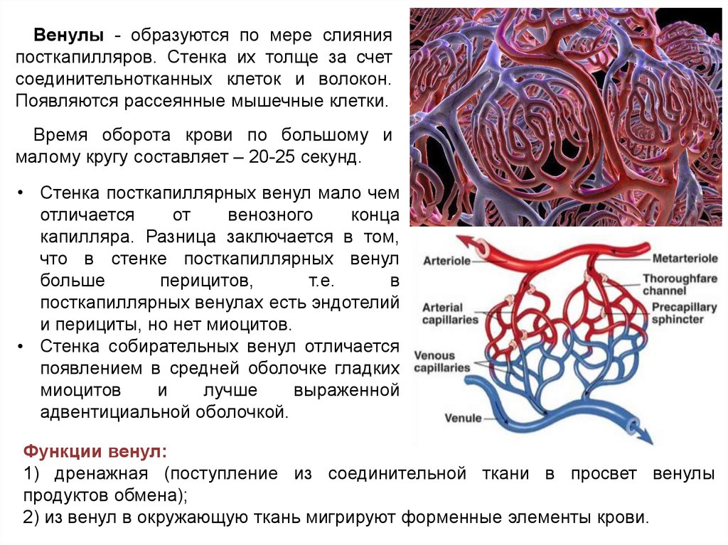 Чем образованы стенки. Венула строение гистология. Строение стенки венулы. Клеточный состав стенки венулы. Строение артериол и венул.