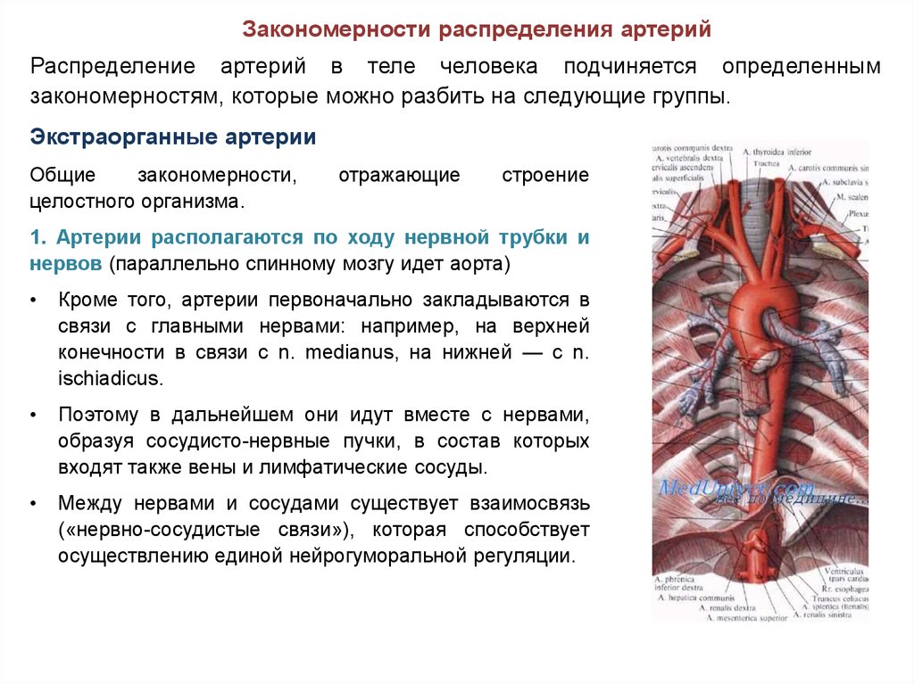 Сосудистые пучки это. Закономерности распределения артерий в организме. Закономерности распределения артерий и вен. Экстраорганные артерии. Экстраорганные сосуды.