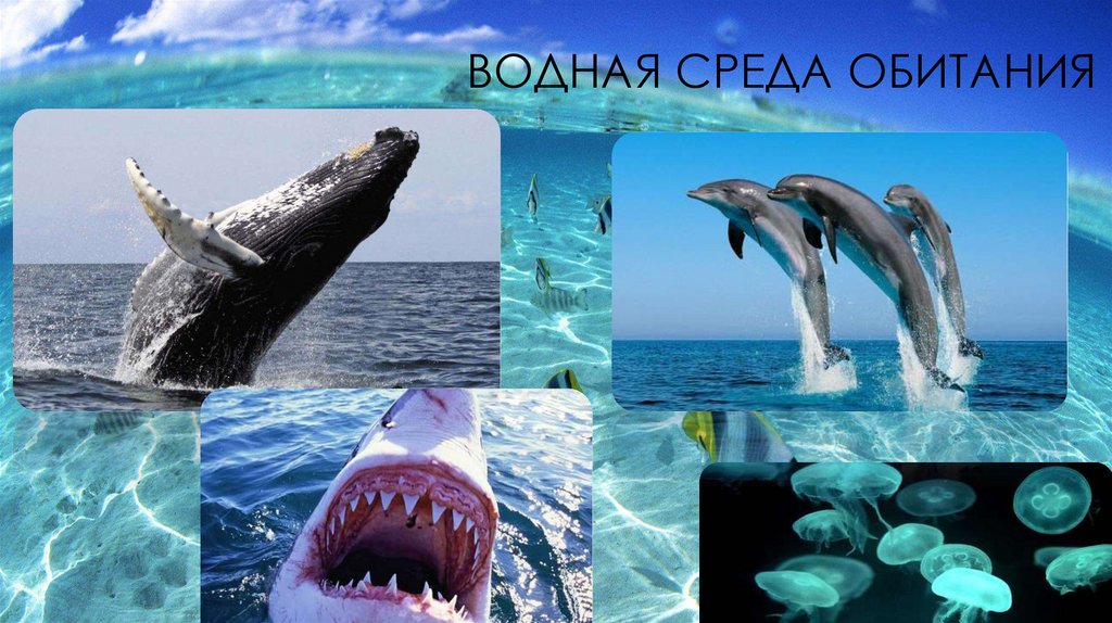 Водная среда обитания