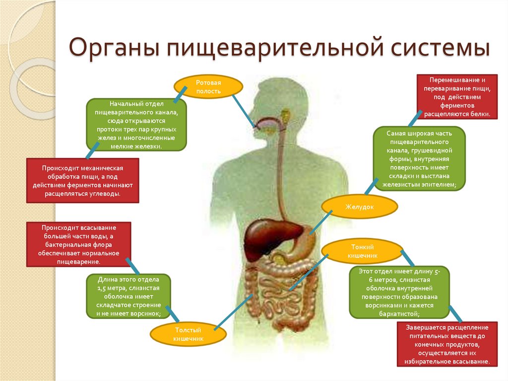 Печень и кишечник образуются. Отделы пищеварительной системы человека схема. Функции переднего отдела пищеварительной системы. Система органов пищеварения + пищеварительные железы. Функции пищеварительной системы человека анатомия.