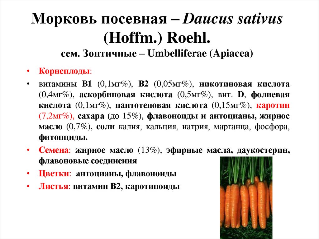 Морковь посевная – Daucus sativus (Hoffm.) Roehl. сем. Зонтичные – Umbelliferae (Apiacea)