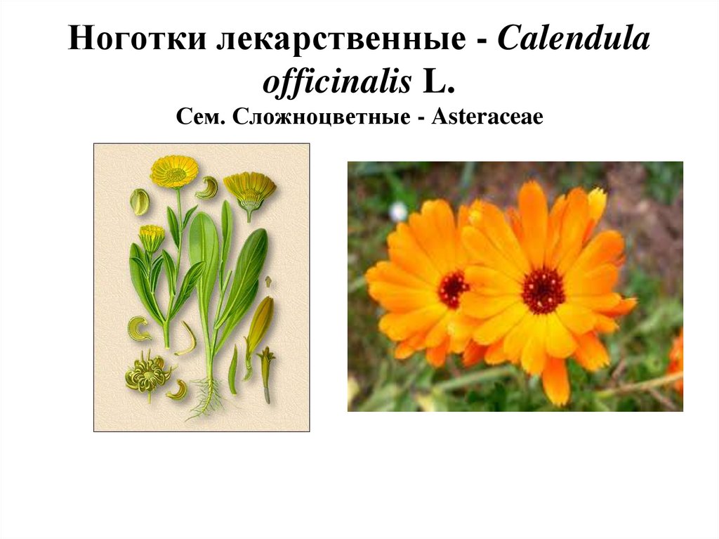 Ноготки лекарственные - Calendula officinalis L. Сем. Сложноцветные - Asteraceae