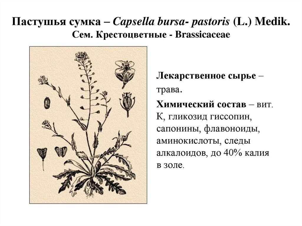 Пастушья сумка – Capsella bursa- pastoris (L.) Medik. Сем. Крестоцветные - Brassicaceae