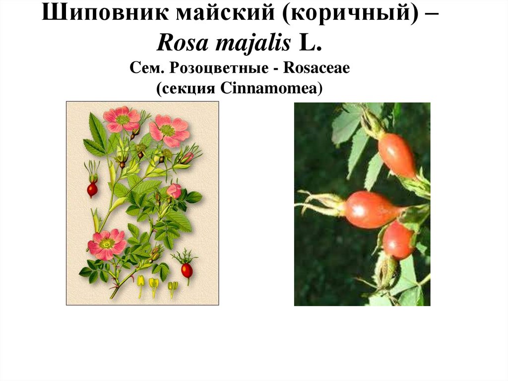 Шиповник майский (коричный) – Rosa majalis L. Cем. Розоцветные - Rosaceae (секция Cinnamomea)