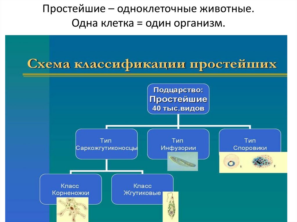 Дайте характеристику простейших. Классификация одноклеточных животных. Тип простейшие. Подцарство одноклеточные. Схема Подцарство одноклеточные.