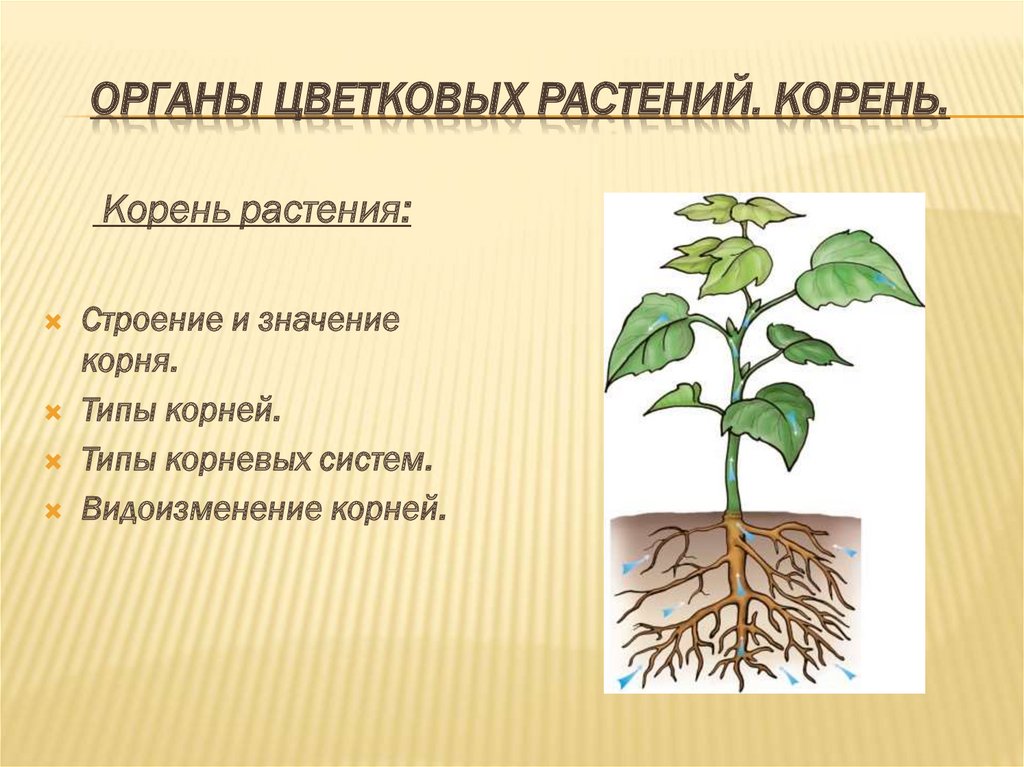 Корень для презентации