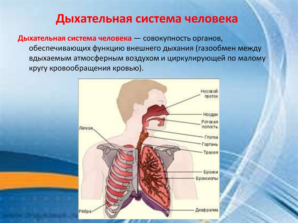 Основные функции дыхания. Дыхательная система. Дыхательная система человека. Структура органов дыхания человека. Строение органов дыхательной системы.