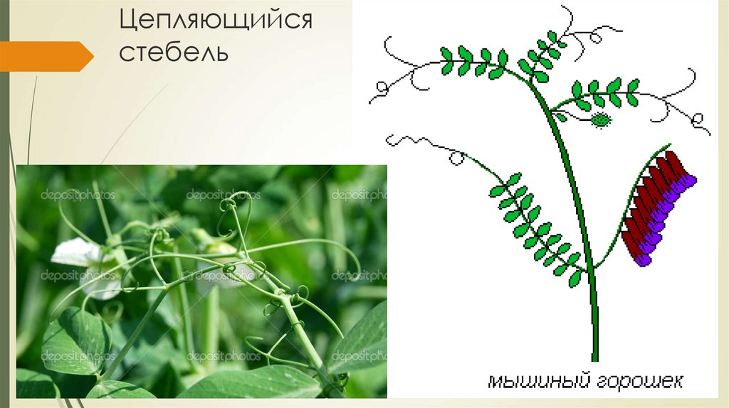 Усики гороха это побег