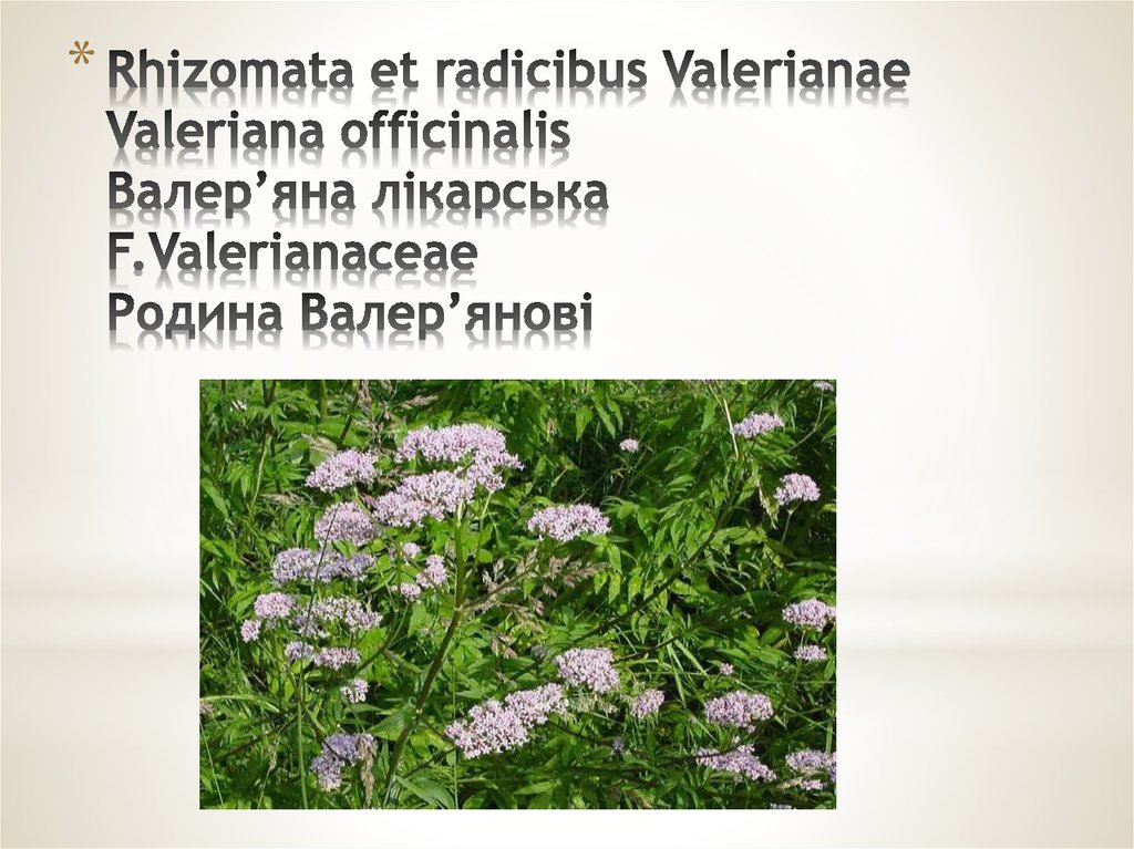 Rhizomata et radicibus Valerianae Valeriana officinalis Валер’яна лікарська F.Valerianaceae Родина Валер’янові