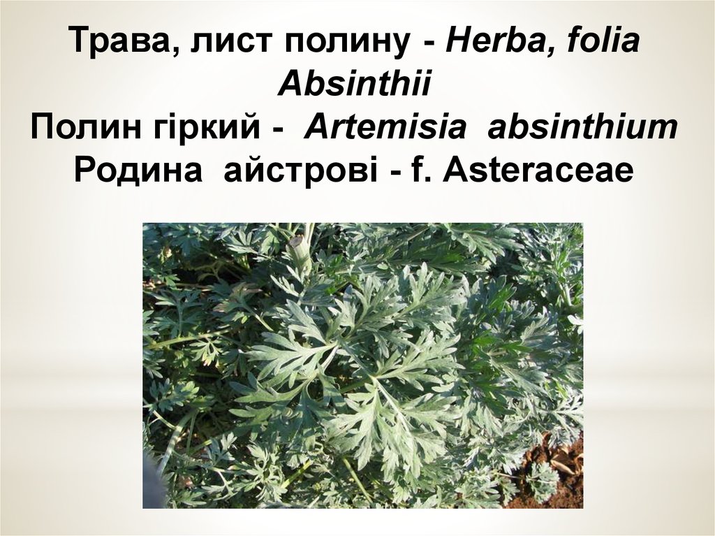 Трава, лист полину - Herba, folia Аbsinthii Полин гіркий - Artemisia absinthium Родина айстрові - f. Аstеrасеае